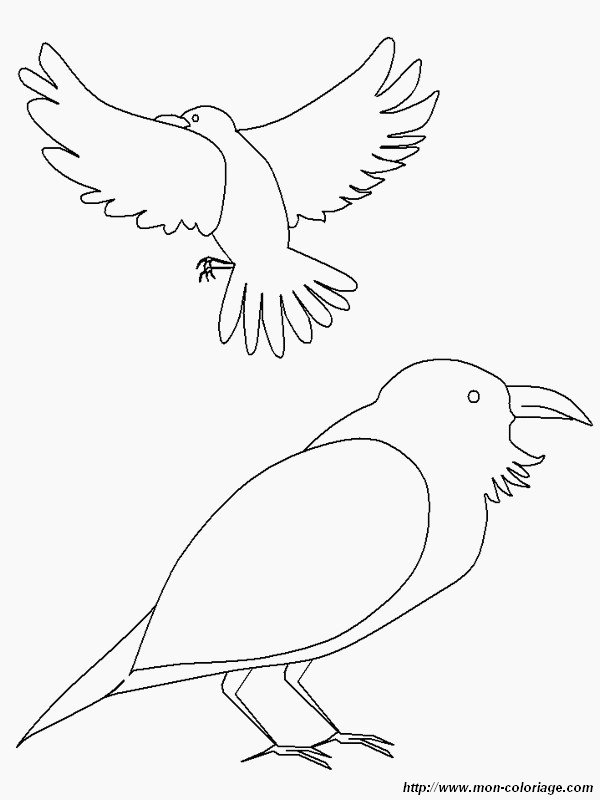 imagen pareja de aves