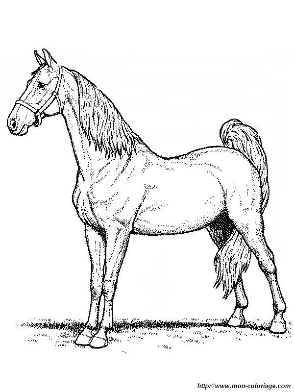 imagen un majestuoso caballo