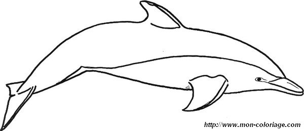 imagen imagen detallada un delfin