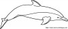 imagen detallada un delfin