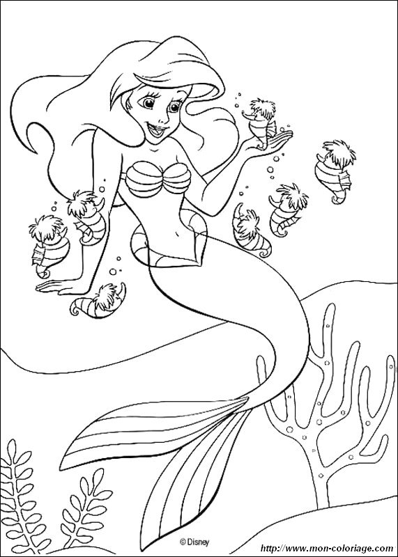 imagen ariel con caballitos de mar