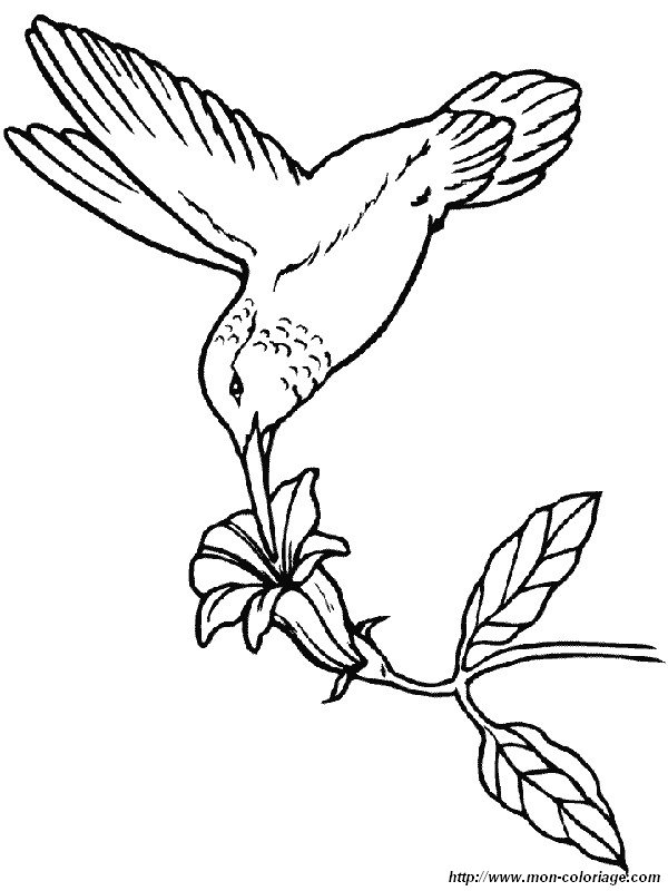 imagen colibri