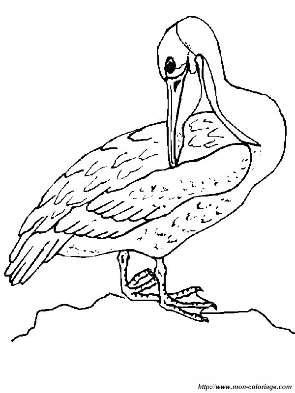 imagen pelicano