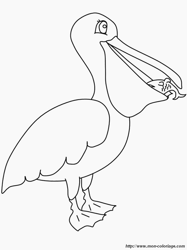 imagen pelicano come un pez