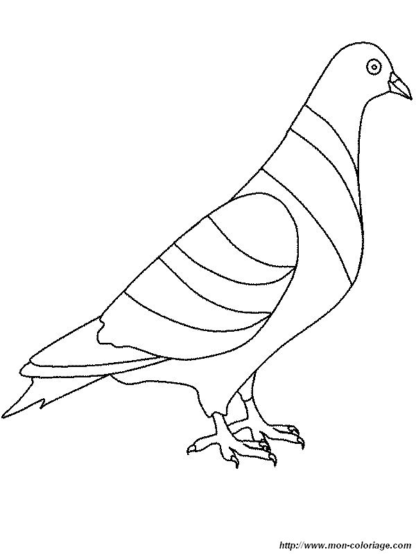 imagen una paloma