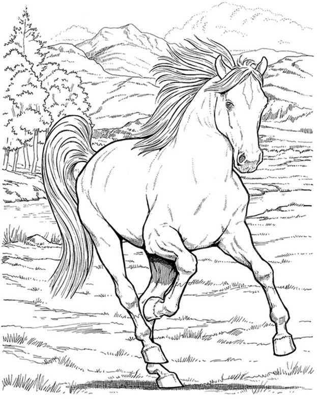 imagen Un caballo al galope