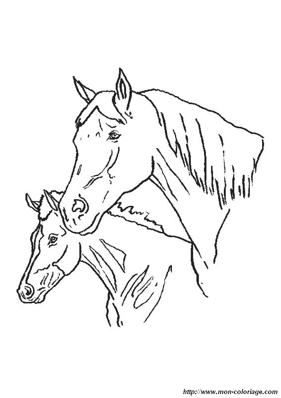 imagen dos caballos