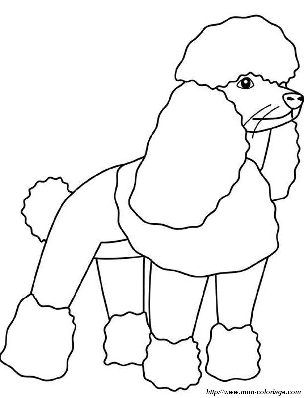 imagen el caniche o poodle