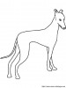 galgo whippet