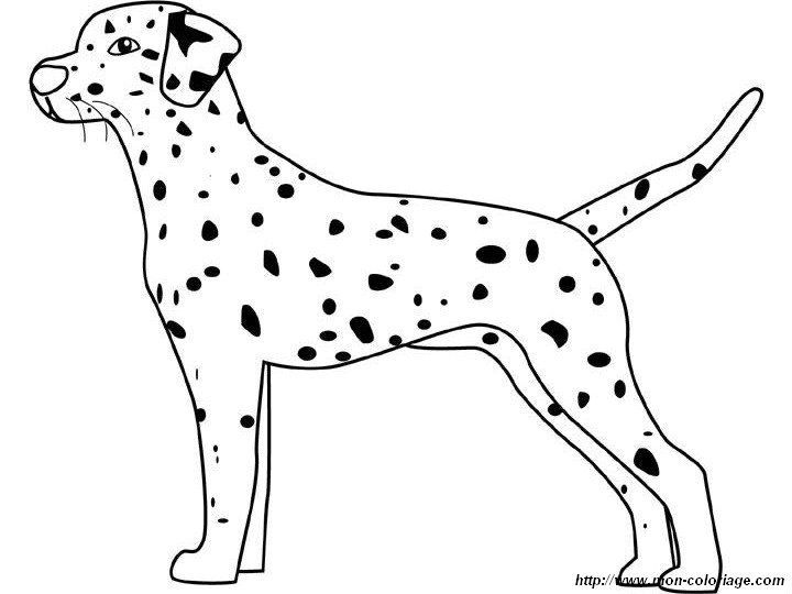 imagen permanente dalmata