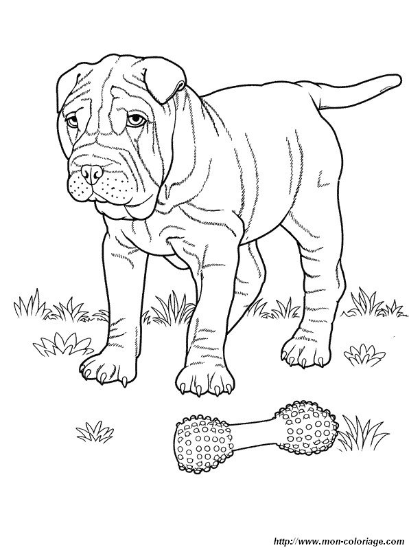 imagen shar pei con su juguete