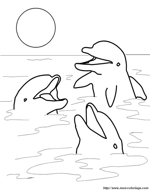 imagen delfines cantan