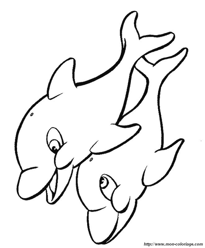 imagen dos delfines juntos