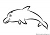 dibujo de delfin