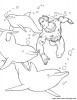 el nada con delfines
