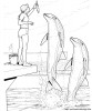 espectaculo de delfines