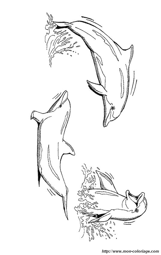 imagen tres delfines