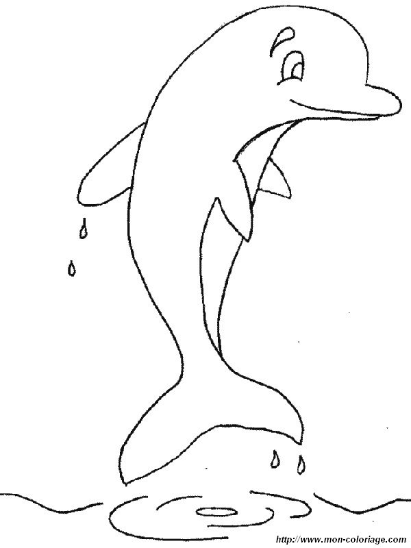 imagen un delfin feliz