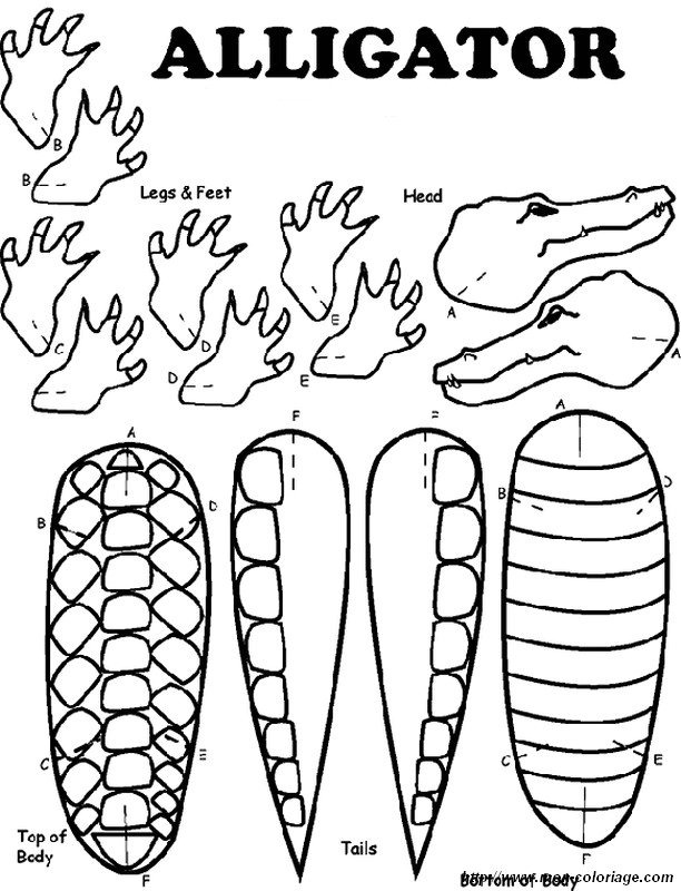 imagen cocodrilo o lagarto