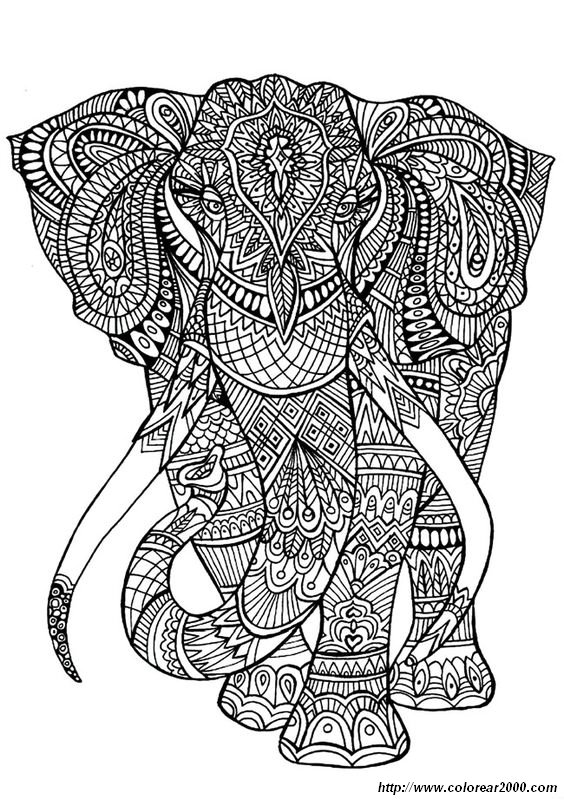 imagen Un hermoso elefante
